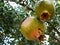 Green Pomegranate fruit