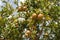 Green pomegranate fruits on a branch. Unripe fruits on a background of foliage and blue sky. Selective focus