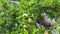 Green pomegranates hang among the foliage on the branches of a tree in the garden