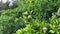 Green pomegranates ripen among the foliage on the branches of a tree