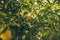 Green pomegranates on the tree. Closeup view of unripe pomegranates hanging on the tree. Punica granatum.