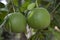 Green Pomelo (Citrus grandis) Pomelos are the largest fruit oranges