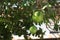 Green pomelo growing on the tree. Organic fruit concept.