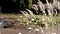 Green pond with duckweed under yellow gold grass