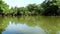 Green pond with fish and palm trees on background in summer day, relax in park