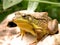 Green Pond Frog Close-up