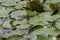 Green pond frog or rana amphibian species aquatic animal basking in the sun on lily pad, South park