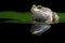 Green pond frog reflection water lily surface