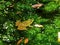 Green pond frog reflection water lily surface. Frog in Pond.