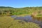 Green pond with luxuriant vegetation