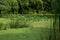 Green Pond at Sungei Buloh