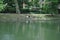 Green pond with swans and ducks on the coast