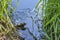 Green pool frog sitting in blue water among reed leaves, close-up