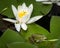 A green pool frog sitting on a leaf of a water lily