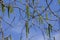Green poplar catkins against the blue sky