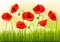 Green poppy background.