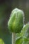 Green poppy head