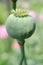 Green poppy - head