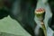 Green poppy head in a field, opium