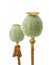 Green poppy heads