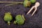 Green poppy heads on dark seeds. Poppy in the kitchen prepared for tasty dishes