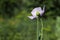 Green poppy heads grow in a field. Opium poppy, purple poppy flower blossoms Papaver somniferum