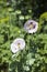 Green poppy heads grow in a field. Opium poppy, purple poppy flower blossoms Papaver somniferum