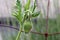 Green Poppy Pod with Leaf Cluster