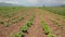 Green potato bushes, beans and wheat growing in the field at summer. Crops ready for harvest. Green and organic vegetables growing