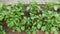 Green potato bushes grow in the vegetable garden. Growing farm vegetables