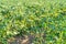 Green potato farm field. Green sprouts