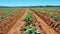 Green Potato Field. Organic cultivated.