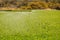 Green Potato Field. Organic vegan cultivated. Irrigation