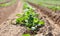 Green Potato Field. Organoc cultivated.