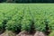 Green potato field with plants in straight rows