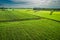 Green potato field in summer day, aerial view of Poland