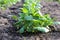 Green potato plant in the ground against the background of blurry outgoing rows of potatoes into the distance