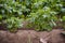 Green potatoe field in the early summer. Agriculture and farming