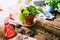 Green Potos Epipremnum aureum plant on rustic wooden table with various items for home gardening and soil after repotting,