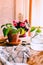 Green Potos Epipremnum aureum plant on rustic wooden table with various items for home gardening and soil after repotting,