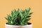 Green Potted Cactus