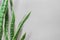 Green Potted House Plant Pike Tail Leaf Natural Flower on Light Grey Wall Background