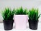Green potted plant narrow dense green leaves. three pots with home plants, spring trend