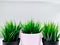 Green potted plant narrow dense green leaves. three pots with home plants, spring trend