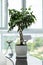 Green potted plant, tree in the pot on table against the window. Tree in a pot standing on glossy black table at modern