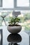 Green potted plant, tree in the pot on table against the window. Tree in a pot standing on glossy black table at modern