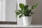 Green Potted Plant on White Ceramic Vase