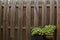 Green potted plants against old wooden fence