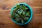 Green potted succulent plant in a turquoise pot viewed from directly overhead, old wood table top