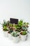 green potted succulents with blackboard